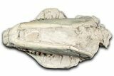 Fossil Oreodont (Leptauchenia) Skull - South Dakota #355488-7